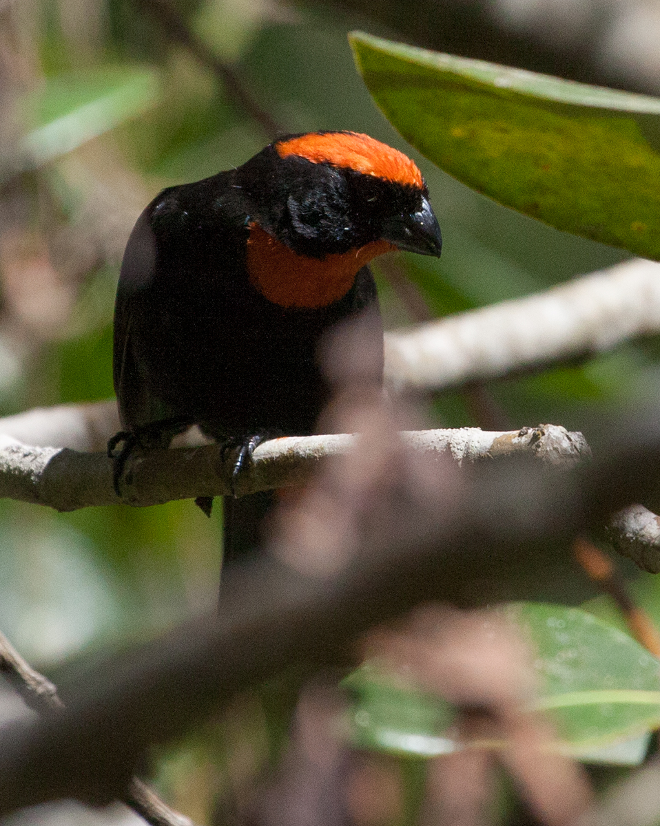 Sporophile de Porto Rico - Puerto Rican Bullfinch