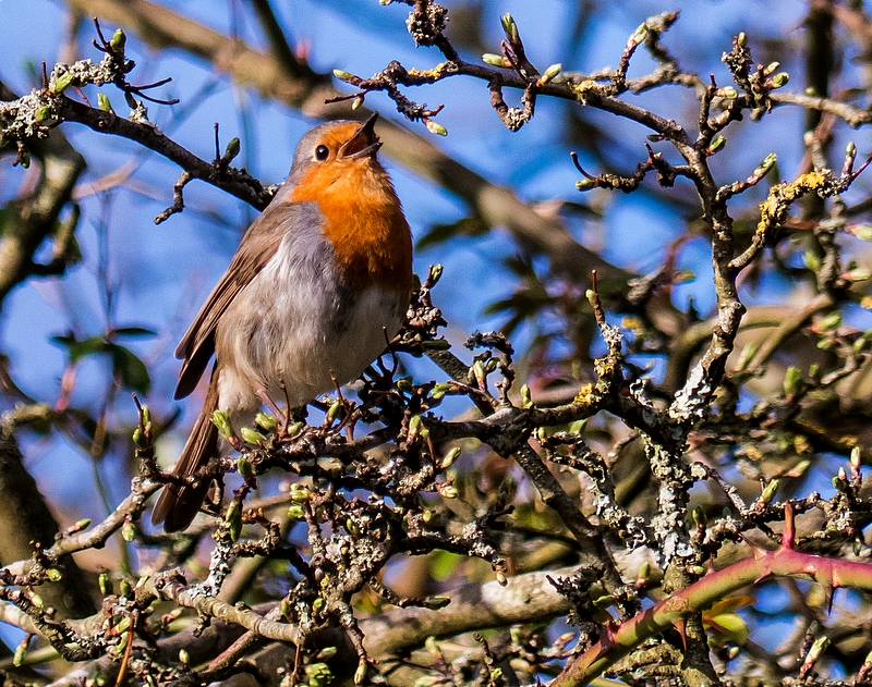 English Robin in Spring