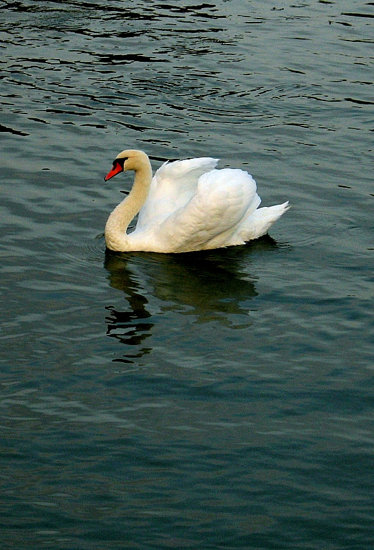 Swan View