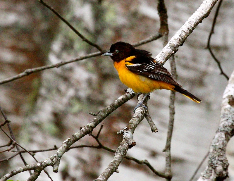 Baltimore Visitor