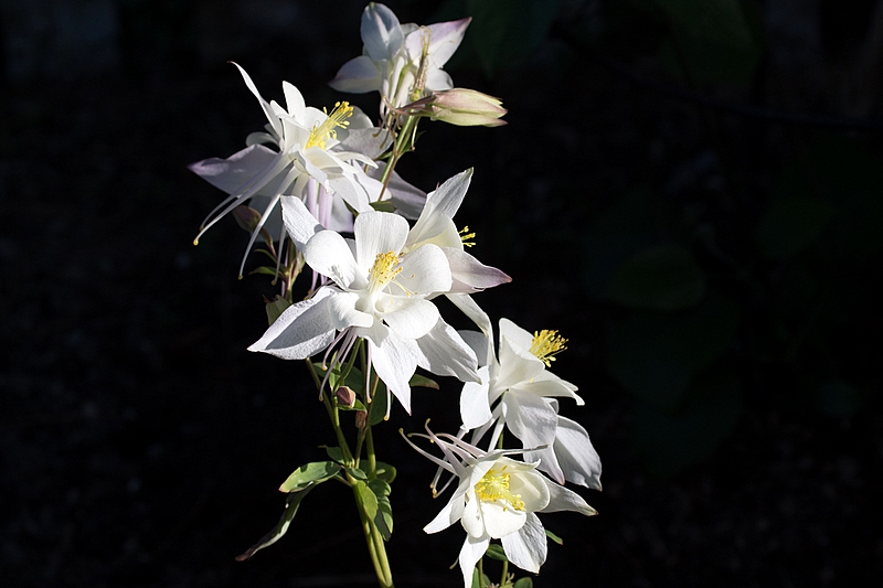 Columbine