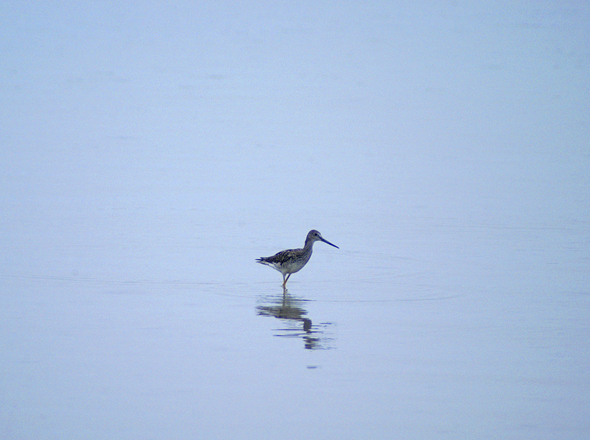 yellowlegs 079