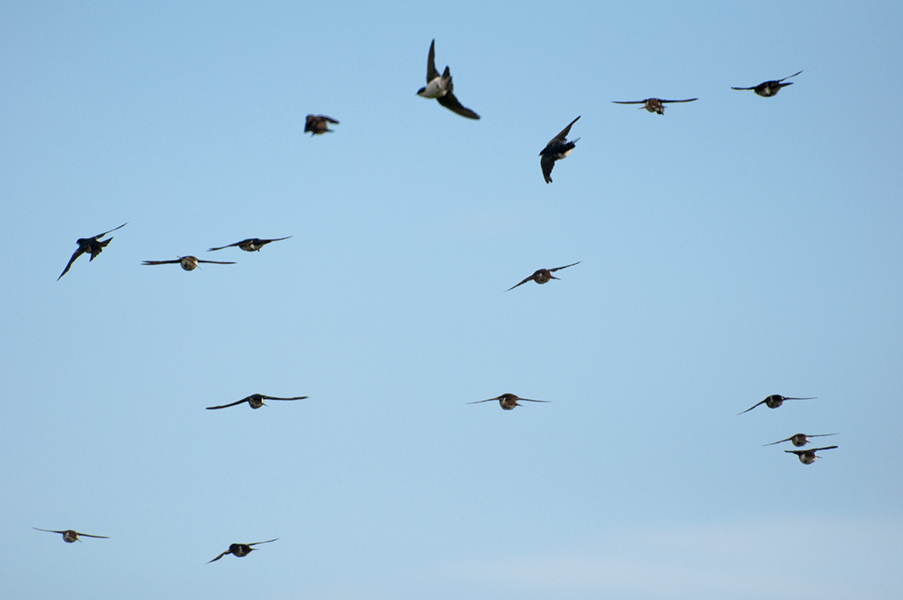 swallows 520