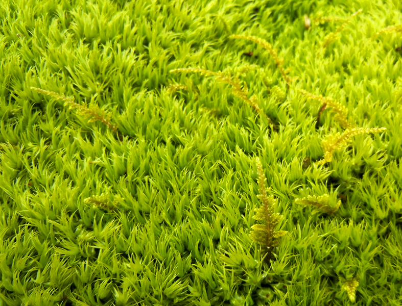 december green 684