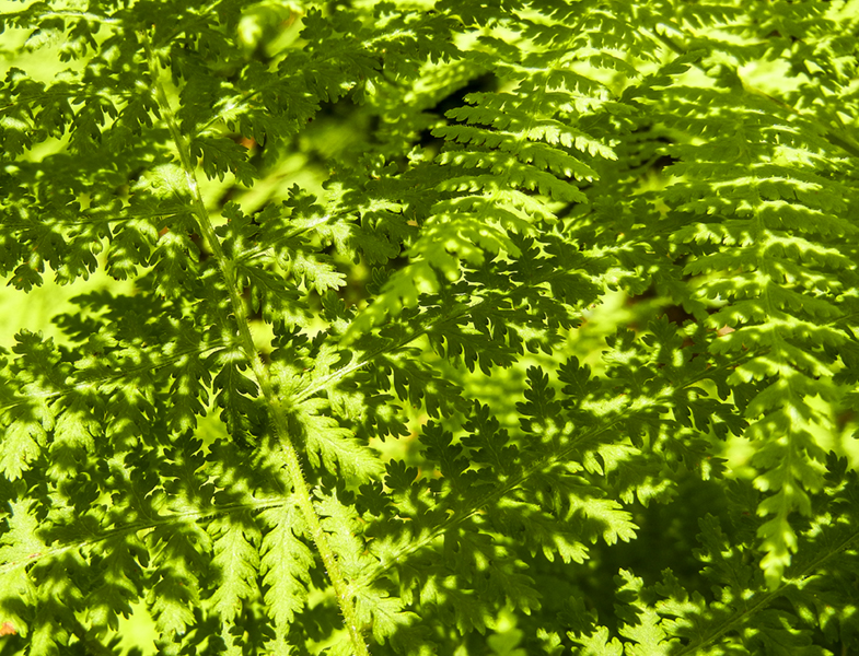green on green 359