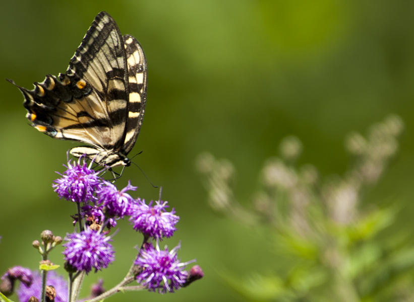 swallowtail 470