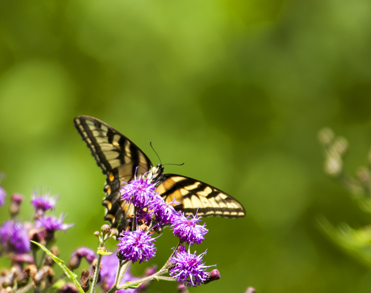 swallowtail 463