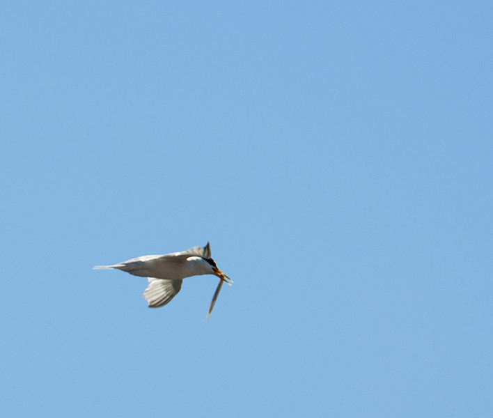 terns 495