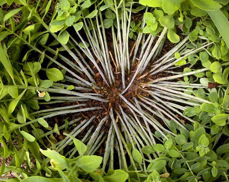 organic design 873