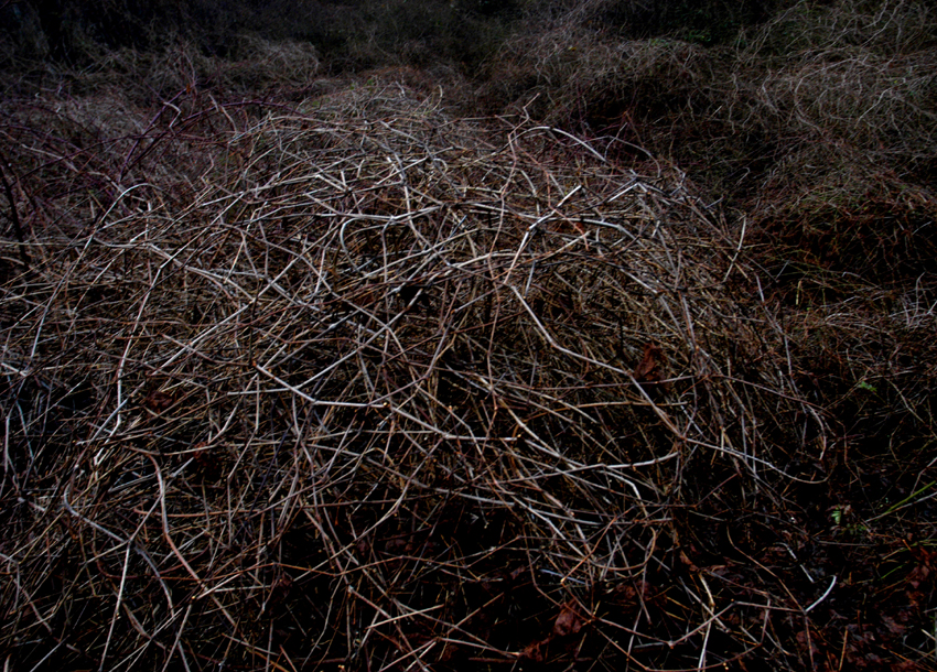 tangle 095
