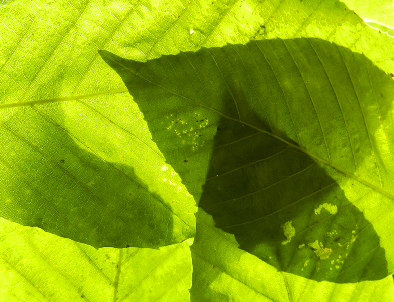 basic greens 310