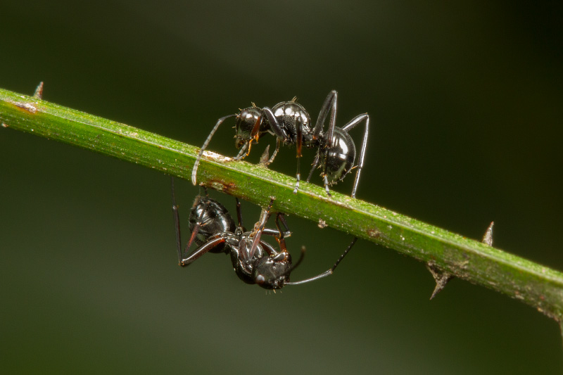 Polyrhachis delecta