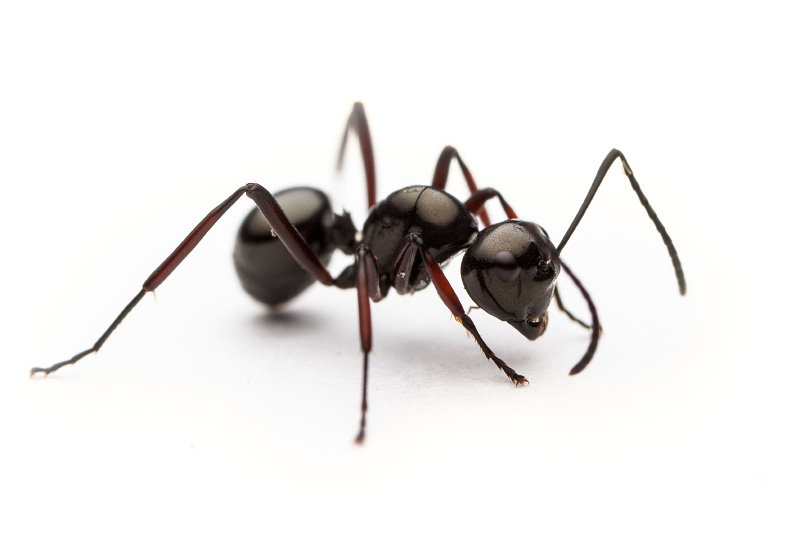 Polyrhachis delecta