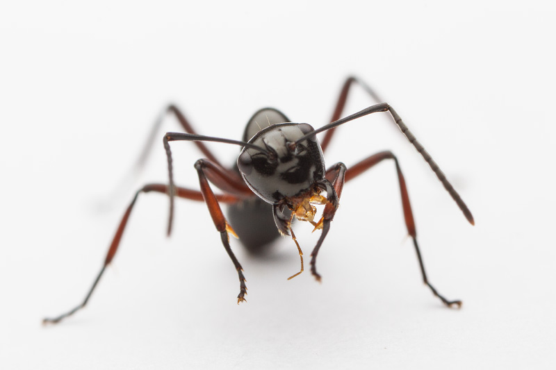 Polyrhachis delecta