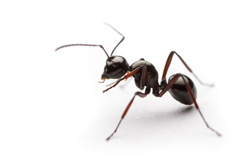 Polyrhachis delecta