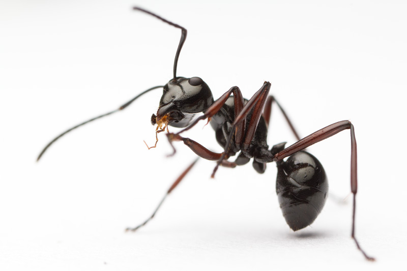 Polyrhachis delecta