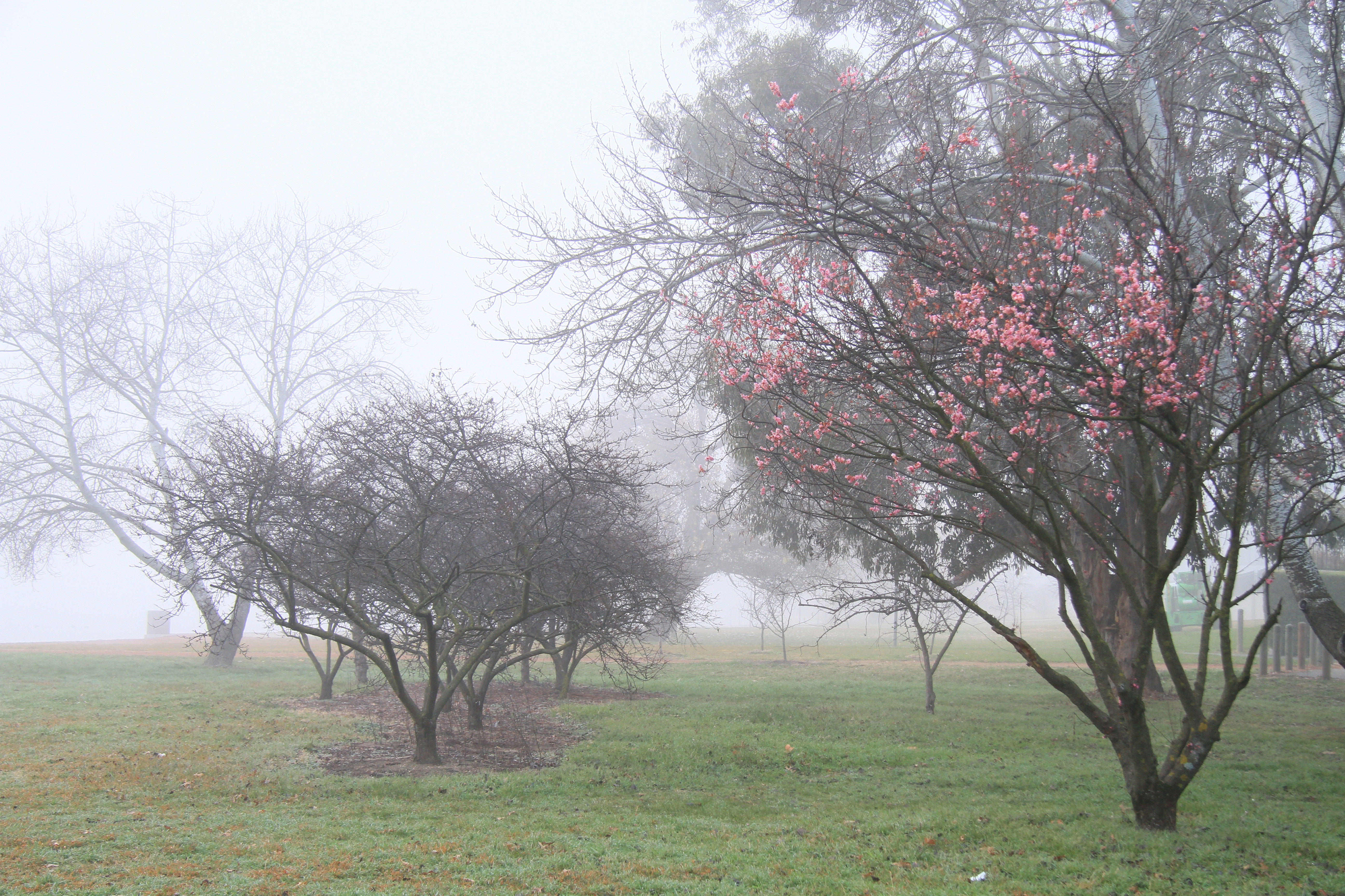 Early Blossum in Lakeside Fog
