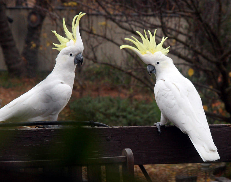 Sulphur-Crested Cockatoos Showing Off