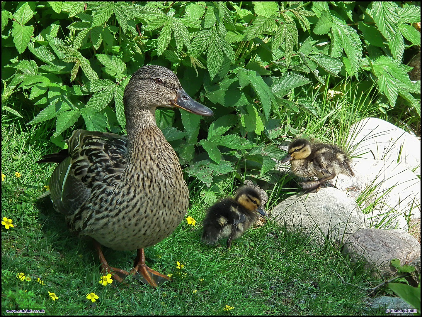 Stolt mamma Untitled_HDR.JPG