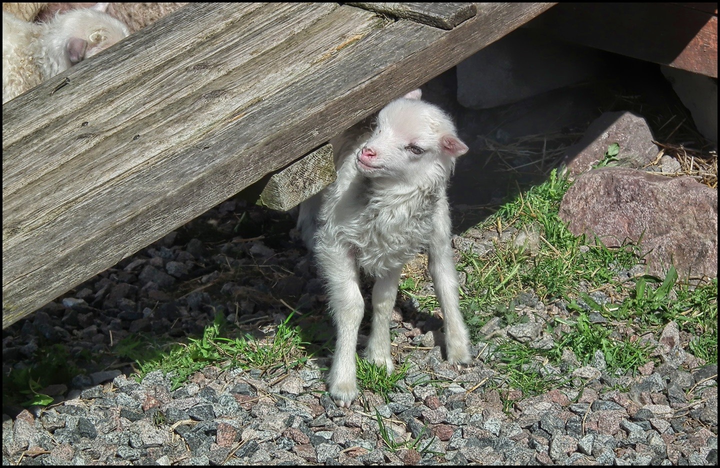 DSCF4612 Lamb_HDR.JPG