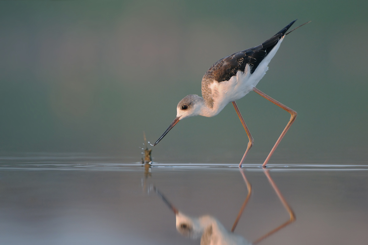 black winged stilt  תמירון