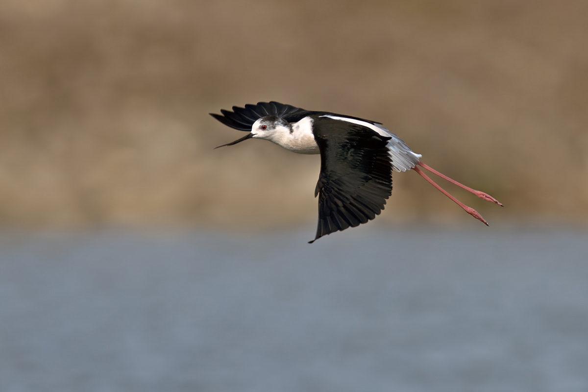 black winged stilt  תמירון