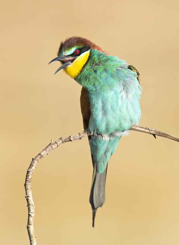 Bee Eater - שרקרק מצוי