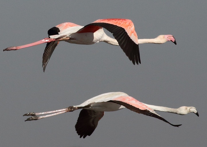 Greater Flamingo