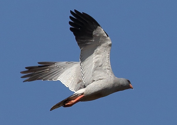 Gabar Goshawk