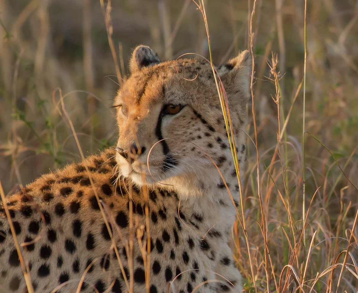 Cheetah Kruger first light