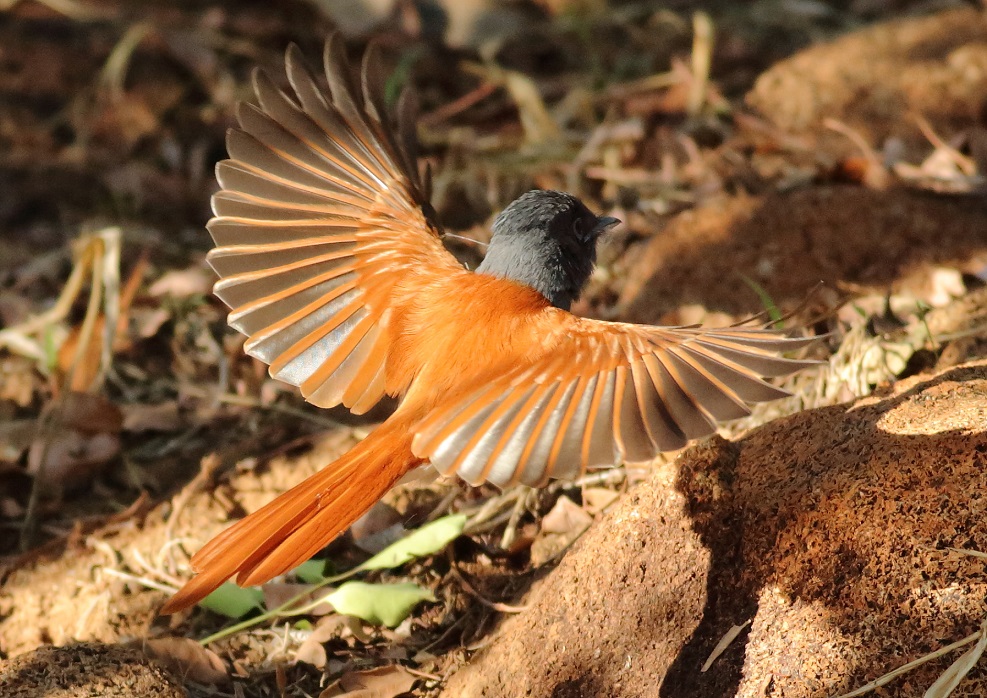 African Paradise Flycatcher female