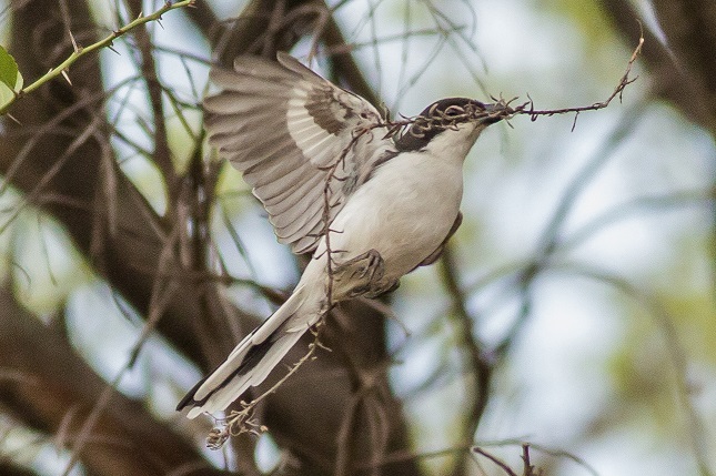 Fiscal Flycatcher