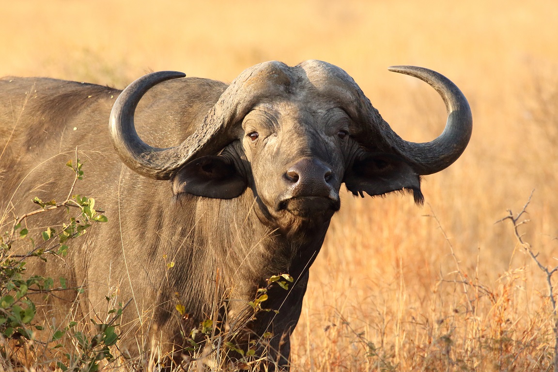 Cape water buffalo.jpg
