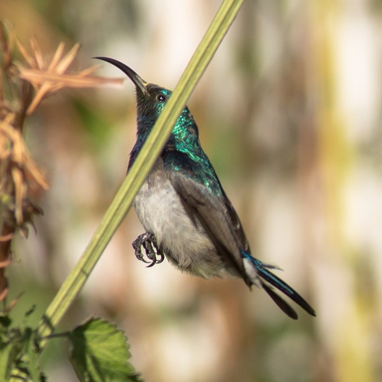 White bellied Sunbird