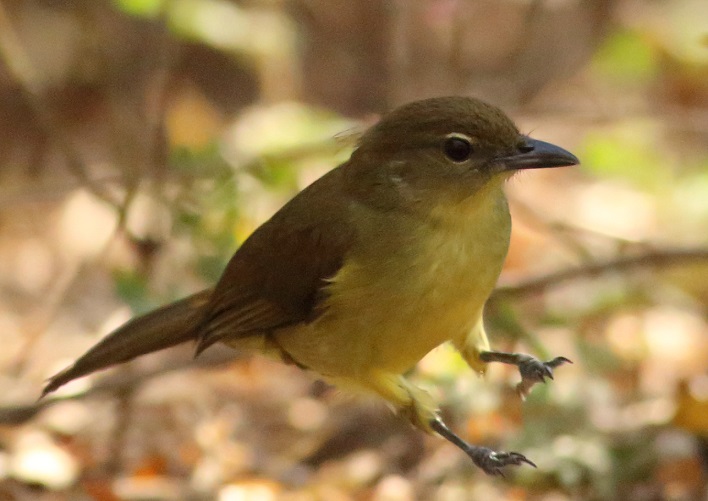Yellow bellied Greenbul