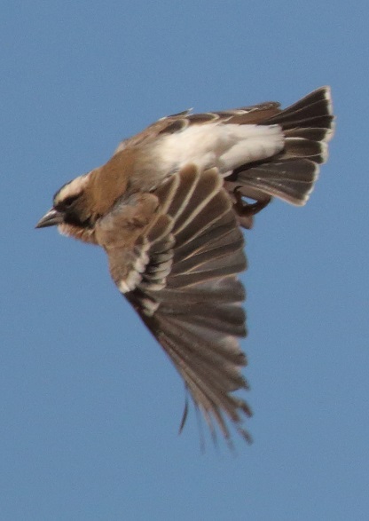 White browed Sparrow Weaver
