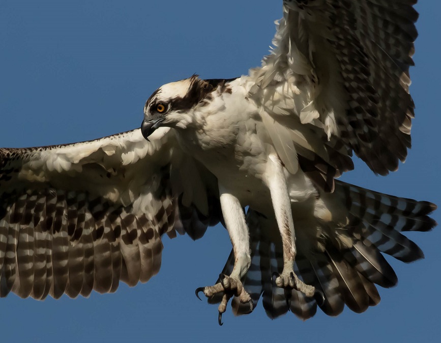 Osprey-7R.jpg