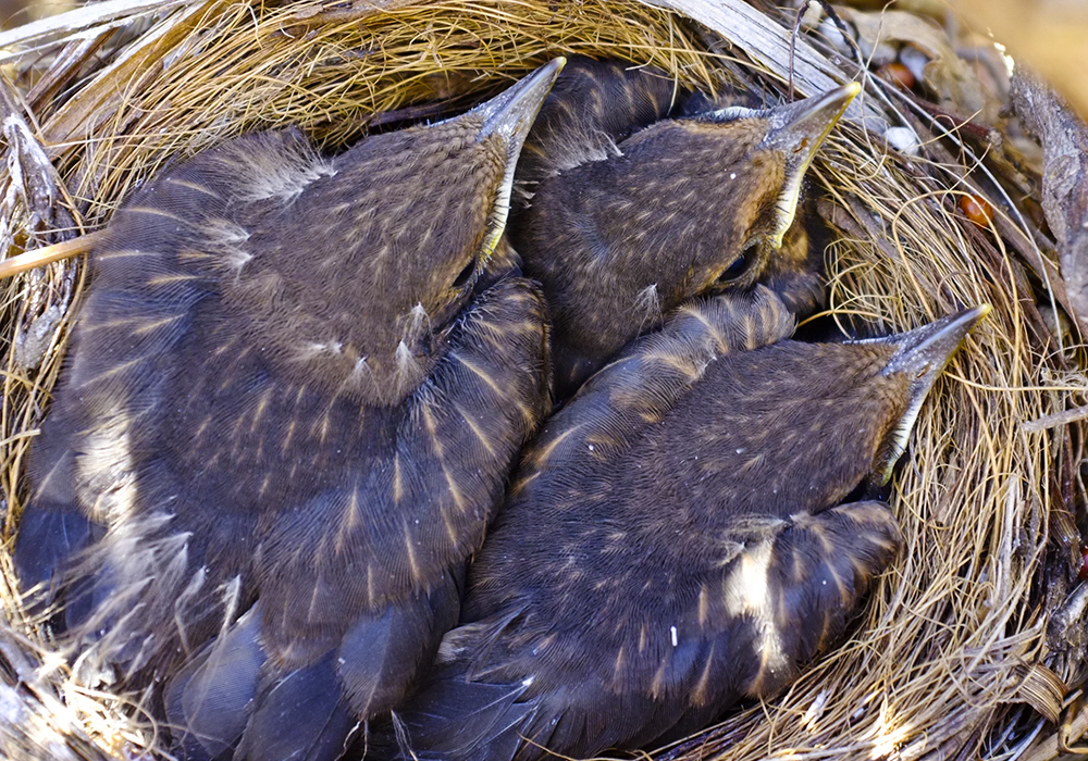 Blackbirds