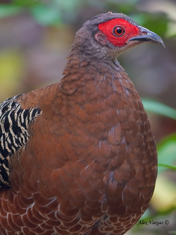 Siamese Fireback - female - portrait - 2011