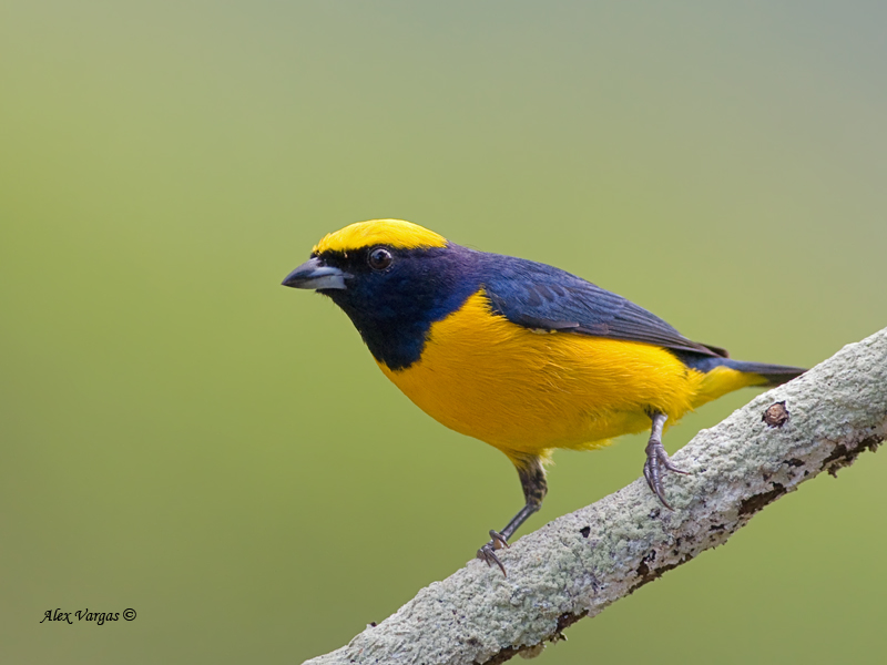 Yellow-crowned Euphonia - male - 2013
