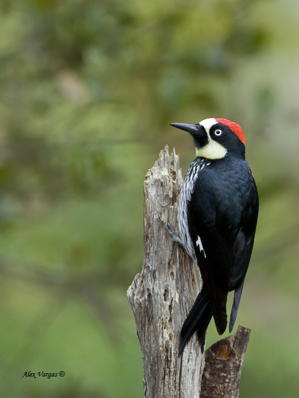 Acorn Woodpecker - male - 2013