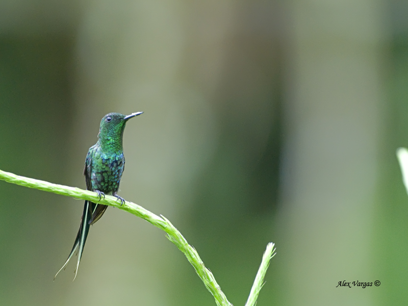 Green Thorntail - male 2 - 2013
