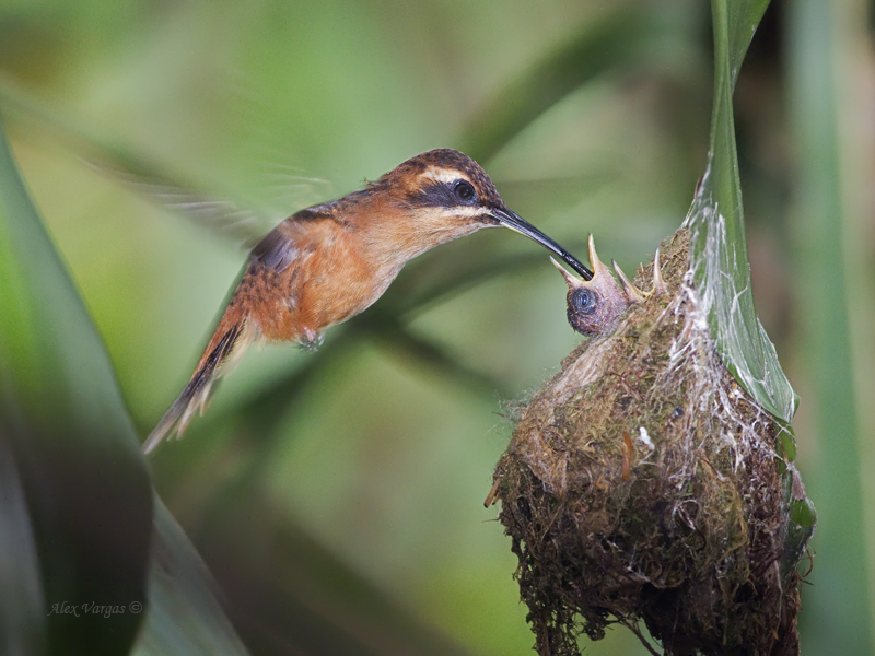 Stripe-throated Hermit - 2013