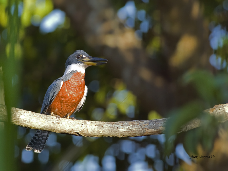 Ringed Kingfisher - male CV - 2013
