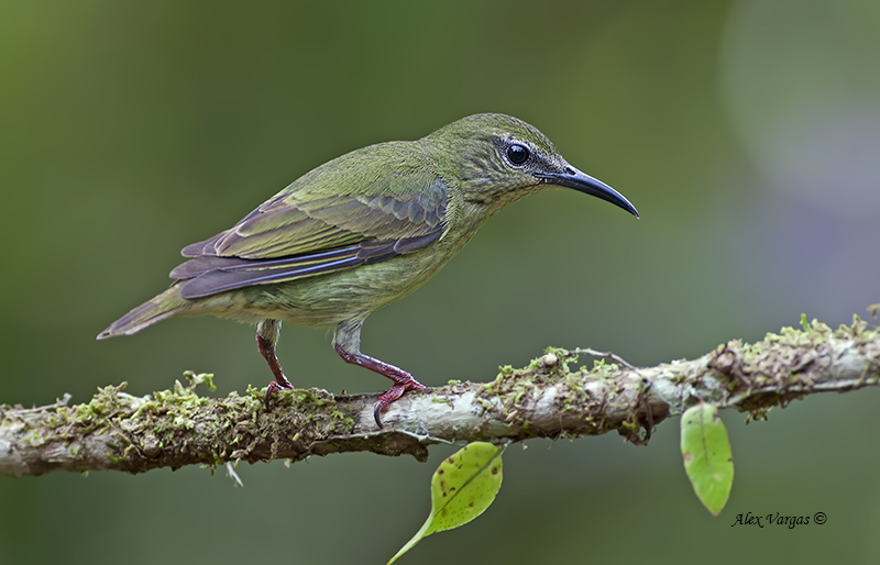 Red-legged Honeycreeper - female 2 - 2013