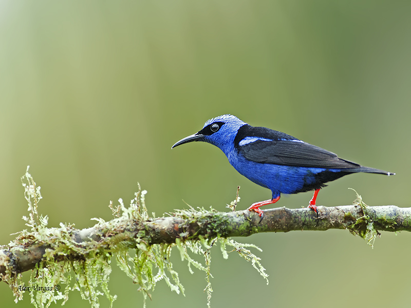 Red-legged Honeycreeper - male 2 - 2013
