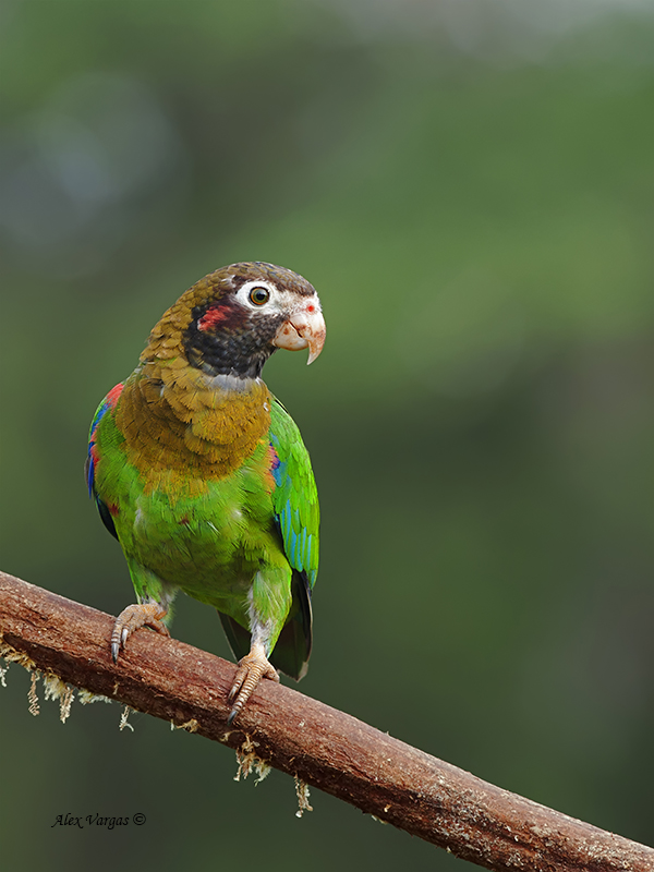 Brown-hooded Parrot 2013 - front view