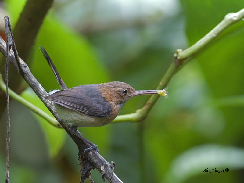 Long-billed Gnatwren - 2013 - with Prey