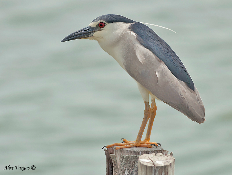 Black-crowned Night-Heron - 2009