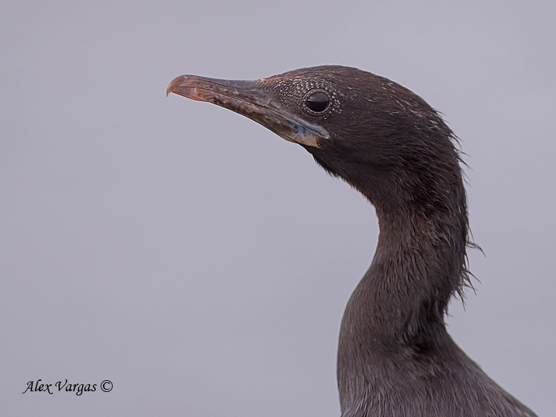 Little Cormorant - portrait - 2010